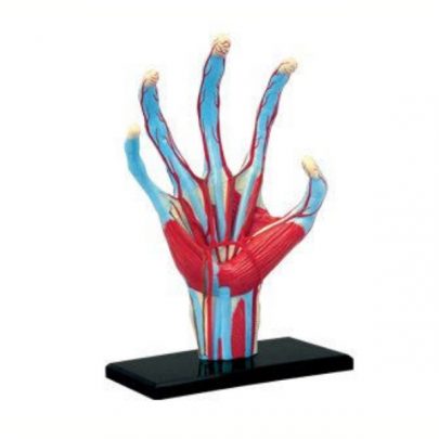 4D手掌解剖模型