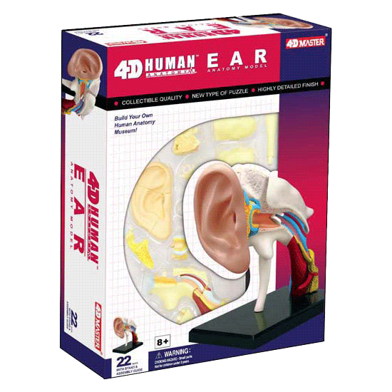 4d-human-anatomy-ear-anatomy-model-26055-box-lpacking