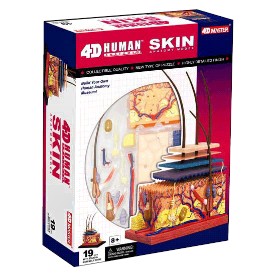 4d-human-anatomy-skin-section-model-26066-box-lpacking