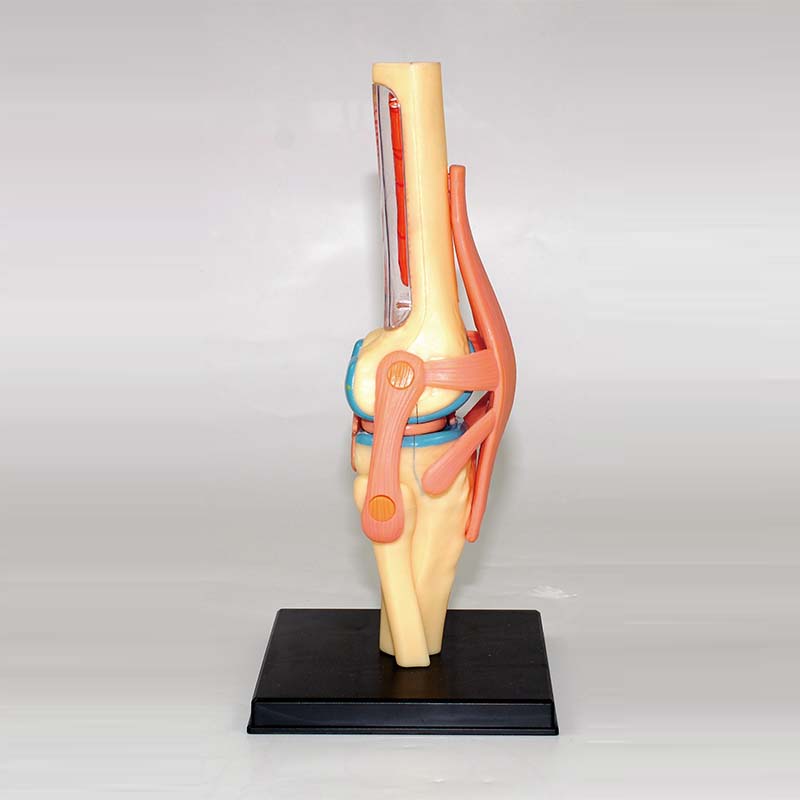 4D 膝蓋模型_2