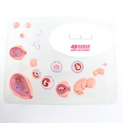 4D胚胎發育模型_