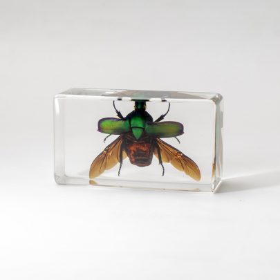 日式木盒昆蟲標本 銅綠麗金龜 泛科市集