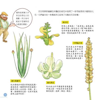我的第一本植物演化圖鑑-從藻類演化到花的誕生_15