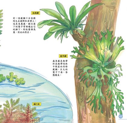 我的第一本植物演化圖鑑-從藻類演化到花的誕生_8